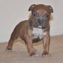 Adorable Pit Bull Terrier cachorro para su aprobacin. Bacerlona, Espaa