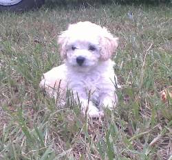 VENDO CANICHE TOY BLANCO!! misiones, argentina