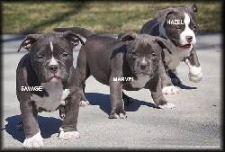 VENTA DE CACHORROS PITBULL Americano Cartagena, COLOMBIA