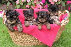 ESPECTACULARES CACHORROS YORKSHIRE TERRIER  PUREZA GAR Cali, Colombia