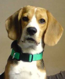 beagles color limon y tricolor pura raza cali, colombia