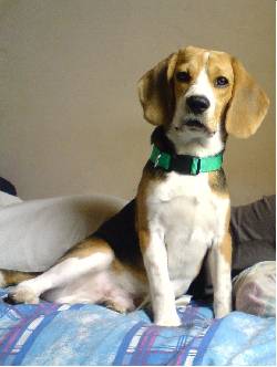 beagle para la monta experto garantizado y muy bonito cali, colombia