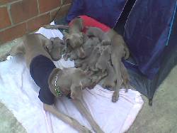 WEIMARANER CACHORROS CALI - PRECIO A CONVENIR BOGOTA, COLOMBIA
