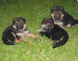 MAGNIFICOS CACHORROS PASTOR ALEMAN LOS MEJORES!! bogota, colombia