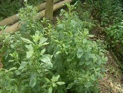 PLANTINES DE STEVIA-CONSULTORIA CALI, COLOMBIA