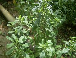 PLANTINES DE STEVIA cali, colombia