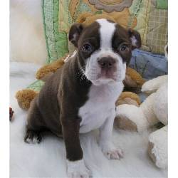 Amigable boston terrie cachorros listos  Bacerlona, Espaa