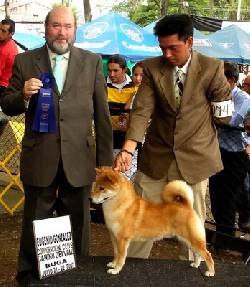 SHIBA INUI DE ROYAL KENNEL !20 RAZAS! BOGOTA, COLOMBIA