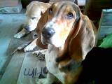 Basset Hound Bogot, Colombia