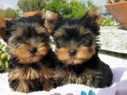 CACHORROS YORKSHIRE TERRIER: UN COMPAERO IDEAL Cali, Colombia