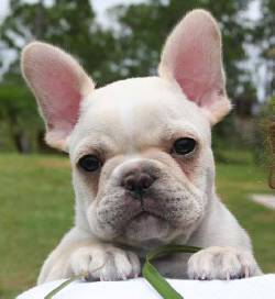 Cachorros de bulldog frances  cali, colombia