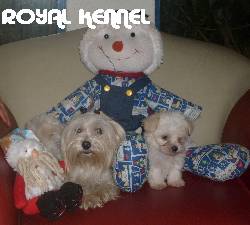 MALTESS MINIATURA HERMOSOS DE ROYAL KENNEL BOGOTA, COLOMBIA