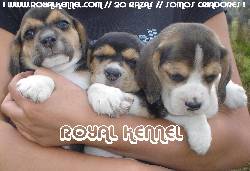 BEAGLE HERMOSOS DE ROYAL KENNEL ** PROMOCION ** BOGOTA, COLOMBIA