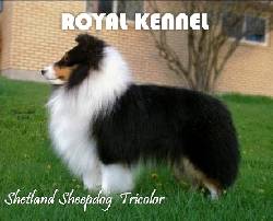 PEQUEOS SHETLAND SHEEPDOG DE ROYAL KENNEL BOGOTA, COLOMBIA