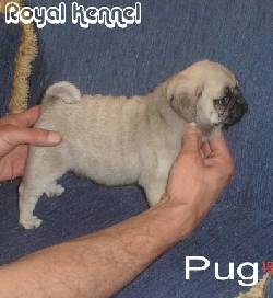 PUG ESPECTACULARES DE ROYAL KENNEL -LINEA  PEDIGRI BOGOTA, COLOMBIA