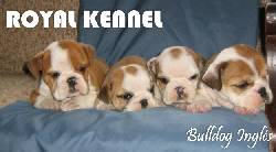 BULLDOG INGLES !ESPECTACULARES! DE ROYAL KENNEL 100 % BOGOTA, COLOMBIA