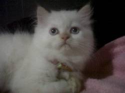 VENDO GATA PERSA HIMALAYA RED POINT CALI, COLOMBIA