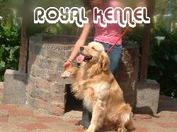GOLDEN RETRIVER !ESPECTACULARES! DE ROYAL KENNEL BOGOTA, COLOMBIA