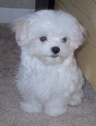 bichon mates y yorkshire terrier en venta bogota, colombia