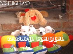 WESTH HIGLAND TERRIER 100 % PUROS DE ROYAL KENNEL BOGOTA, COLOMBIA