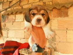 vendo cachorros beagle tricolor de raza bogot, colombia