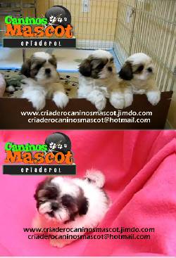 shitzu cachorros hermosos medellin, colombia