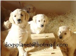 CACHORROS GOLDEN RETRIVER DE CRIADERO EN COLOMBIA bogota, colombia