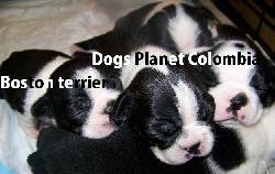 CRIADERO BOSTON TERRIER VENTA CACHORROS bogota, colombia
