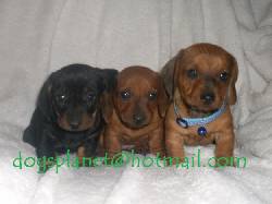 Dachshund teckel salchicha   cachorros 100% puros bogota, colombia