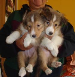 ADORABLES CACHORROS PASTOR DE SHETLAND COLLIE MINIATURA BOGOTA, COLOMBIA