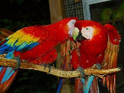 Loros guacamayos rojos hermosa  cali, colombia