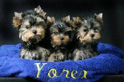 CACHORROS YORK SHIRE TERRIER, PUROS  DE ROYAL KENNEL BOGOTA, COLOMBIA