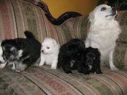 Hermosos cachorros omerania Bogota, Colombia