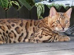 GATOS EN COLOMBIA Y MEDELLIN MEDELLIN, COLOMBIA