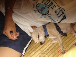 (jhony)perro perdido.se dan recompensas cali, colombia