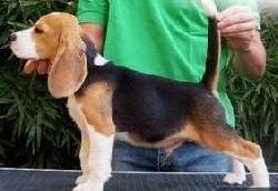 CACHORROS BEAGLE TRICOLOR! PADRE REGISTRADO bogota, colombia
