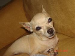 (jhony)perro perdido.se da recompensa cali, colombia