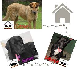 Perritas en adopcin Bogota, Colombia