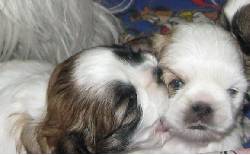 VENTA CACHORRA RAZA SHIH TZU BOGOTA, COLOMBIA