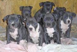 Cachorros Pitbull (APBT) Bogota, Colombia