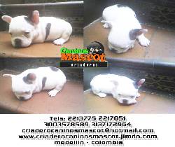 cachorros de bulldog frances medellin, colombia