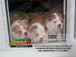 bulldog ingles de criadero medellin, colombia