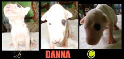 bull terrier cachorros  armenia, colombia