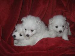 Hermosos y exclusivos cachorros pomerania Bogota, Colombia