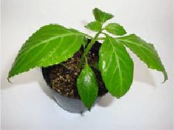 Plantines Salvia Divinorum bogota, colombia