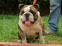 BULLDOG INGLES CALI CALI, Colombia
