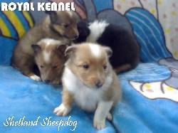SHETLAND SHEEPDOG SABLE DE ROYAL KENNEL BOGOTA, COLOMBIA