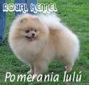 POMERANIA CREMA DE ROYAL KENNEL !HERMOSOS!  BOGOTA, COLOMBIA