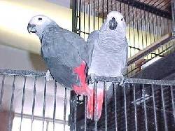 Loros para la venta 35012, espana