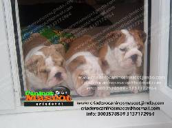 bulldog ingles hermosos medellin, colombia